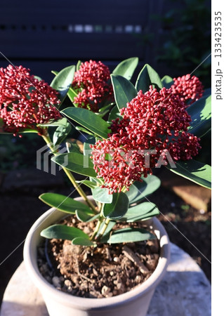 スキミアの赤いつぼみ 133423535