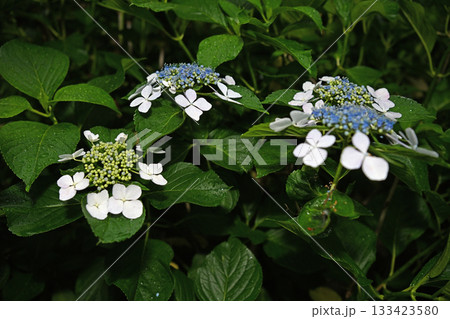 梅雨に咲く紫陽花 梅雨に咲く紫陽花 133423580