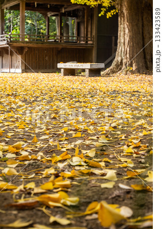 玉敷神社の境内を彩るイチョウの落ち葉 玉敷神社の境内を彩るイチョウの落ち葉 133423589