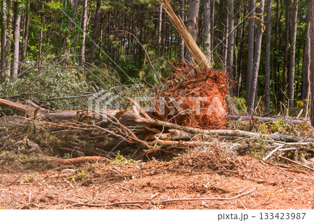 Large tree lies uprooted in forest clearing, revealing its extensive roots scattered branches after storm. 133423987