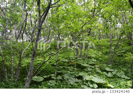 原生林（北斗遺跡 周辺／北海道釧路市） 133424140