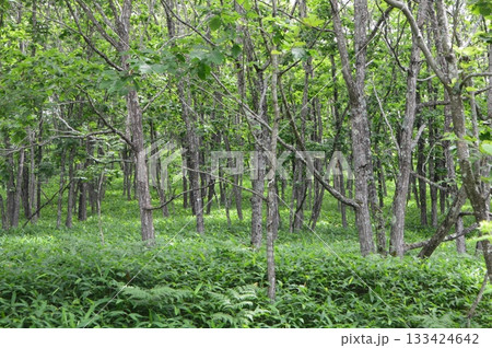 北海道の森(北斗遺跡 周辺/北海道釧路市) 北海道の森(北斗遺跡 周辺/北海道釧路市) 133424642