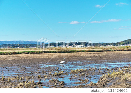 南相馬市鹿島区の水田に来た白鳥（秋、十一月） 133424662