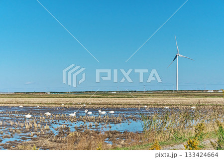 南相馬市鹿島区の水田に来た白鳥（秋、十一月） 133424664