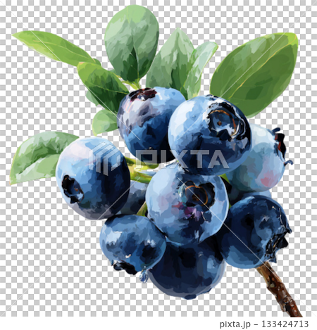 Blueberry 133424713