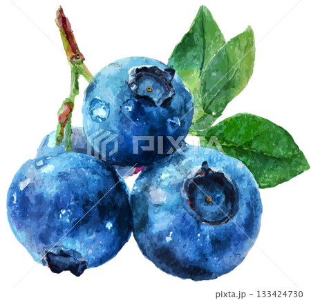 Blueberry 133424730