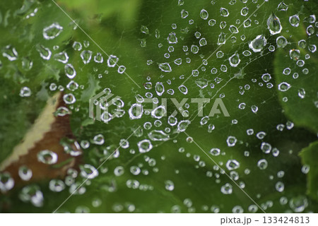 蜘蛛の糸と水滴の世界 133424813