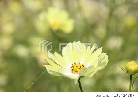 秋の空に映えるコスモス 133424897