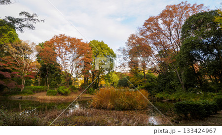 紅葉した木（北の丸公園） 133424967