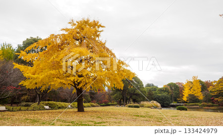 紅葉した木(北の丸公園) 紅葉した木(北の丸公園) 133424979