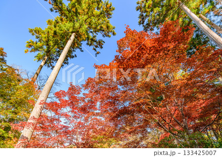 紅葉 仙台 秋保の自然公園 紅葉 仙台 秋保の自然公園 133425007
