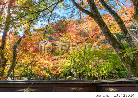 紅葉 仙台 秋保の自然公園 133425014