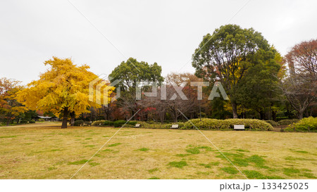 紅葉した木（北の丸公園） 133425025