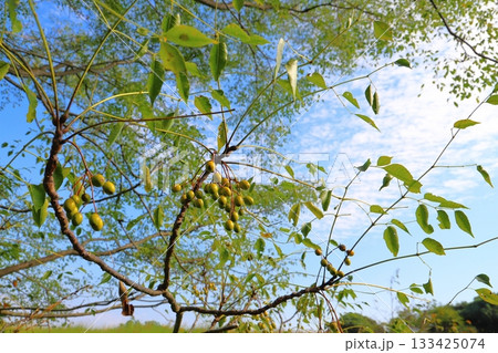 センダンの木　実　青空　雲 133425074