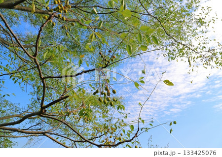 センダンの木 実 青空 雲 センダンの木 実 青空 雲 133425076