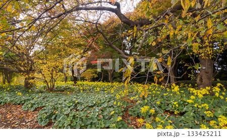 皇居東御苑庭園の秋 133425211
