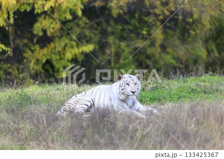ホワイトタイガー 133425367