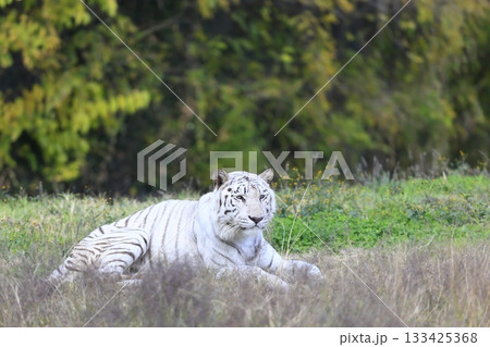 ホワイトタイガー 133425368