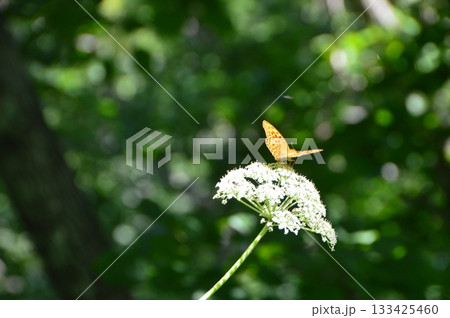 花にとまる蝶「ウラギンスジヒョウモン」（サルボ展望台 付近／北海道川上郡標茶町字塘路） 133425460