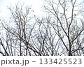 木々の間から見上げた空 133425523