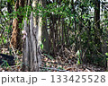 森の中の枯れ木 133425528