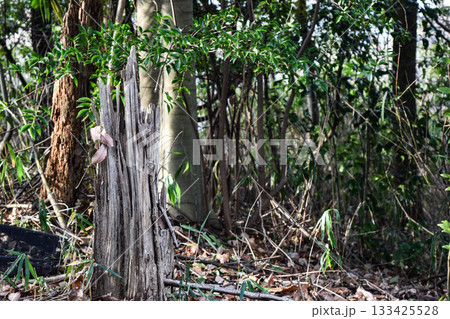 森の中の枯れ木 133425528