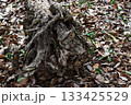 森の中の枯れ木 133425529