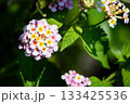 ランタナ 133425536