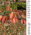 紅葉した桜の葉 紅葉した桜の葉 133425574