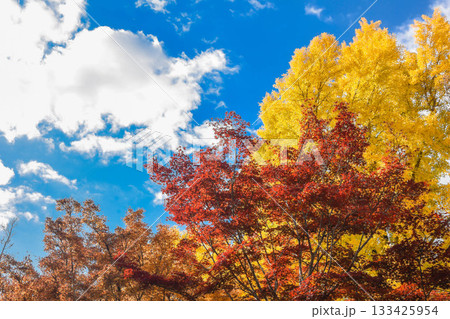 日本の美　秋の紅葉イメージ 133425954