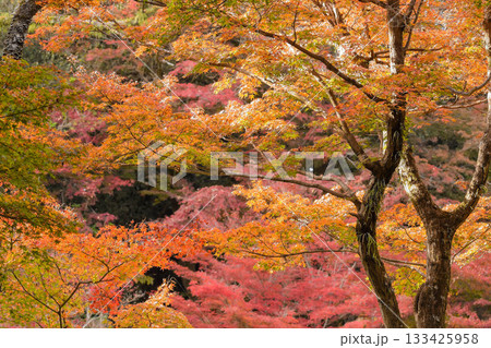 日本の美　秋の紅葉イメージ 133425958