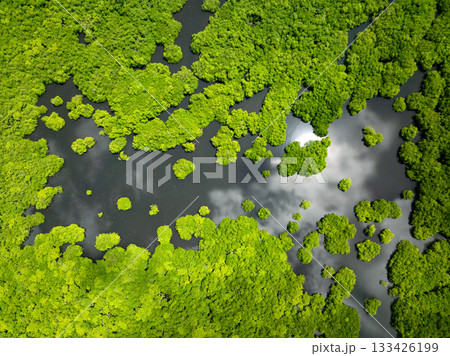 Mangrove forest with scattered green islets and dark water reflecting clouds and sun. Siargao, Philippines. 133426199