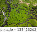 Dense mangrove forest with muddy ground and visible winding channels. Siargao, Philippines. 133426202