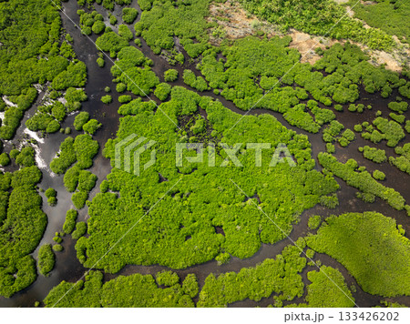 Dense mangrove forest with muddy ground and visible winding channels. Siargao, Philippines. 133426202