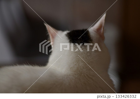 猫 133426332
