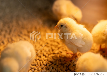 歩く元気なヒヨコの全身 133426357