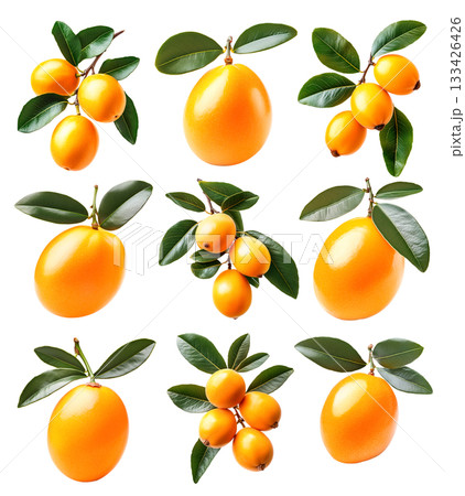 Set of yellow loquat fruits with green leaves on branch, isolated on white background. Concept of organic tropical fruit 133426426