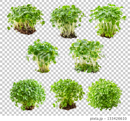 Curly cress plant isolated on a white transparent background. Watercress healthy dishes and fresh salad 133426610