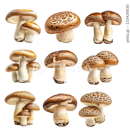 Set of Portobello mushroom showing its textured cap and stem isolated on a white background. Set of Portobello mushroom showing its textured cap and stem isolated on a white background. 133426630