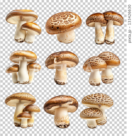 Set of Portobello mushroom showing its textured cap and stem isolated on a white background. Set of Portobello mushroom showing its textured cap and stem isolated on a white background. 133426630