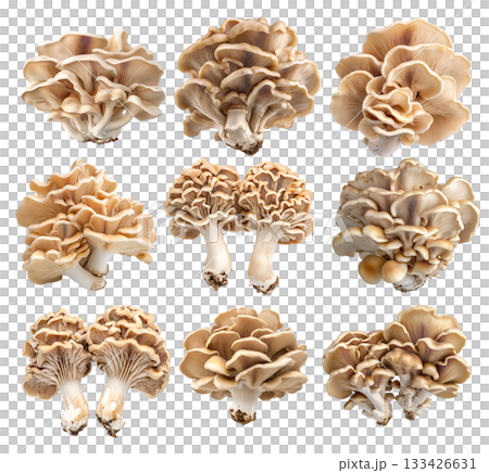 Set of Maitake mushroom isolated on a white transparent background 133426631