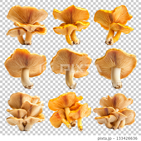 Set of Orange cap chanterelle mushroom isolated on a white background Set of Orange cap chanterelle mushroom isolated on a white background 133426636