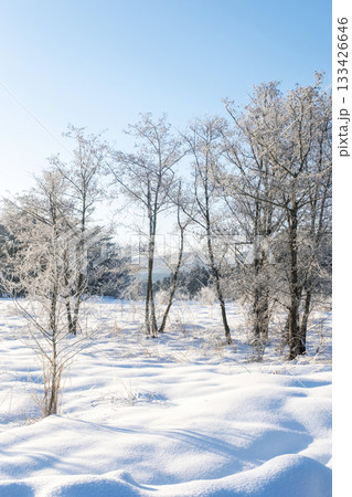 里山に降りた霜（蒜山高原） 133426646