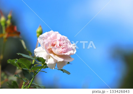 満開の薔薇の花 133426843