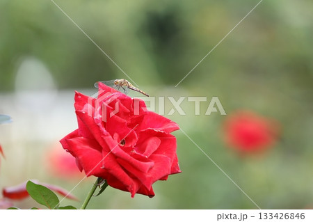 満開の薔薇の花と赤とんぼ 満開の薔薇の花と赤とんぼ 133426846