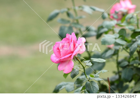満開の薔薇の花 満開の薔薇の花 133426847