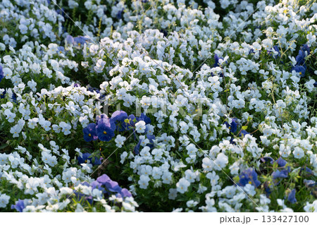 白いビオラ咲く春の花畑② 白いビオラ咲く春の花畑② 133427100