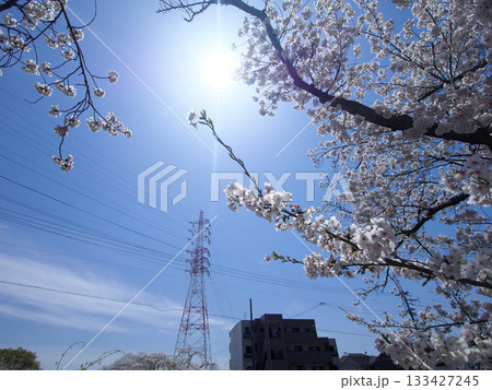 青空に映える桜と鉄塔 青空に映える桜と鉄塔 133427245