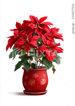 クリスマスを彩るポインセチア｜華やかさと季節感あふれる冬の鉢植え植物 133427333