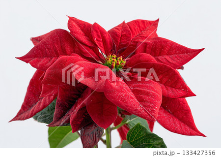 ポインセチアのクローズアップ｜クリスマスを彩る赤と緑のシンボリックな花 133427356